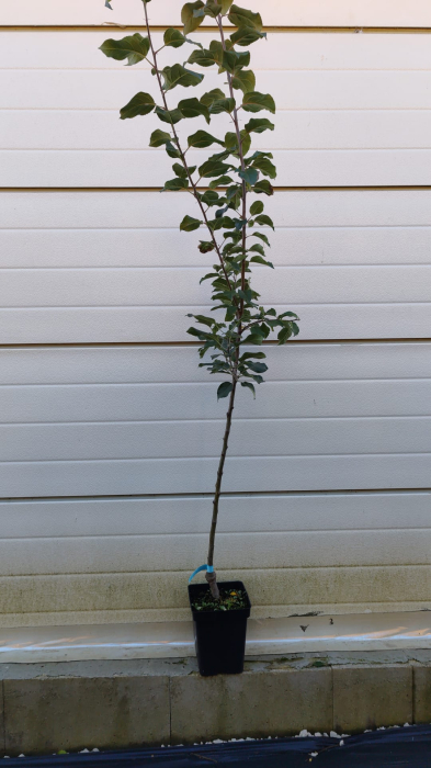 Mar Jonagold (ghiveci 4L, H 120-160 cm) [2]