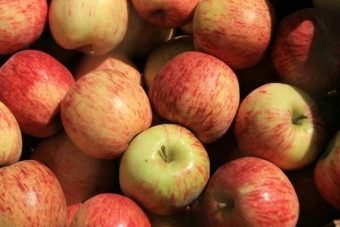 Mar Jonagold - MM106 [1]