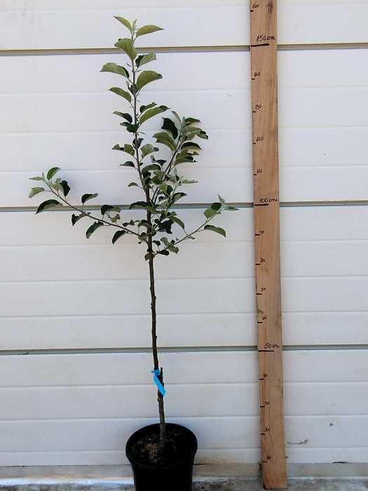 Mar Pink Lady, ghiveci 9l, H 130 - 160 cm [2]