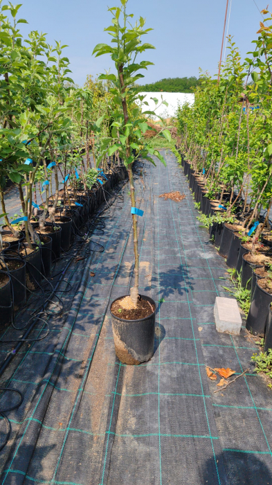 Mar Generos, ghiveci 5 l, H 130 - 10 cm [2]