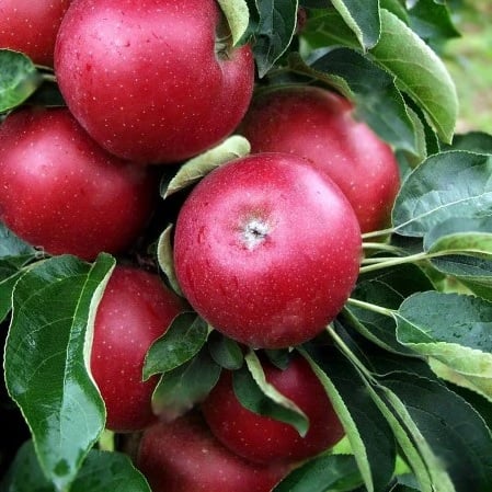 Mar Waltz, ghiveci 9 l, H 90 - 110 cm [3]