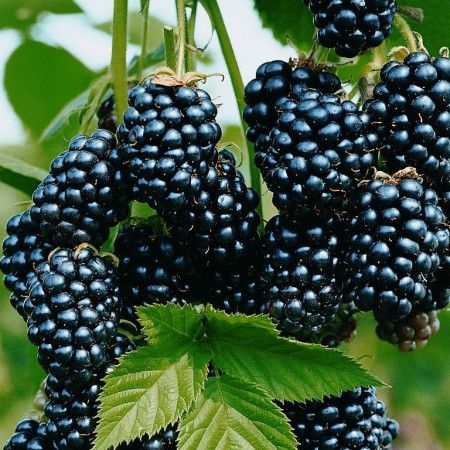 Mur Darrow (la ghiveci) [2]