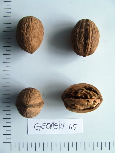 Nuc Geoagiu 65, ghiveci 5l, H 90-120cm [3]