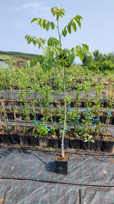 Nuc Miroslava, ghiveci 5l, H 90-120cm [2]