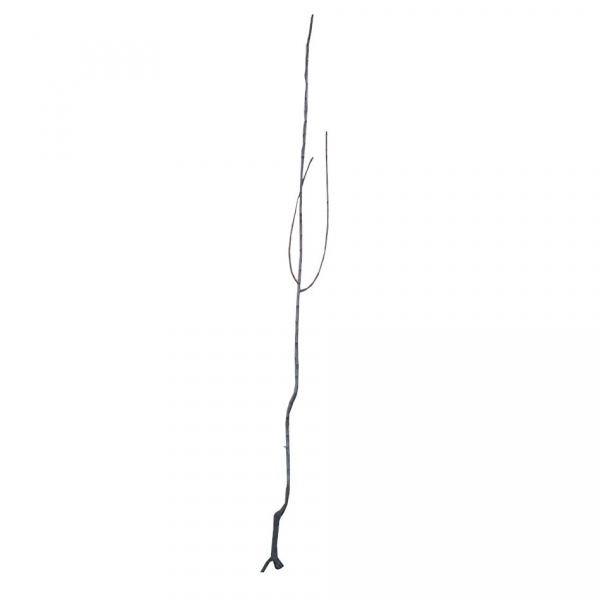 Par Abatele Fetel (OHF) [2]