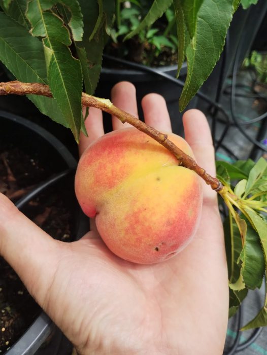 Piersic Pitic Honey Gold, ghiveci 4L, H 40-60cm [2]