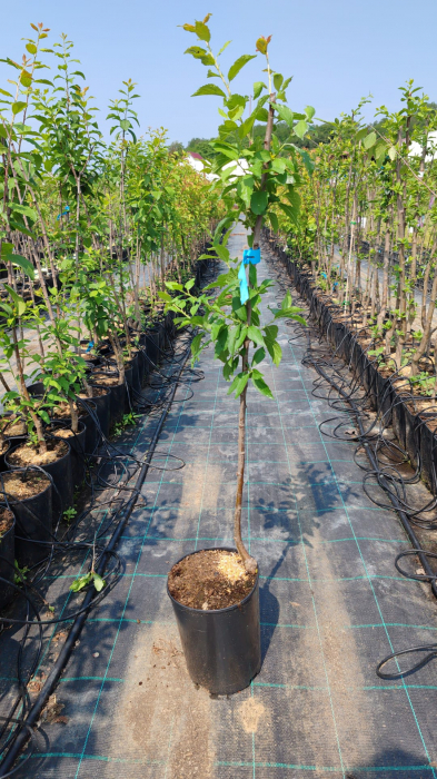 Prun Top Five(ghiveci 4L, h 110-130 cm) [2]