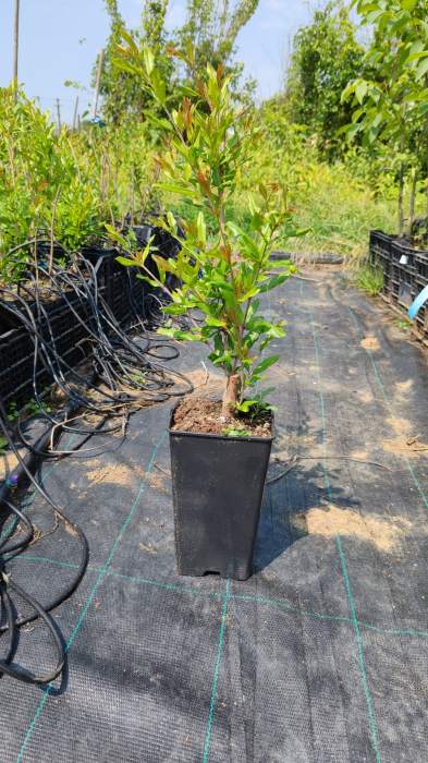 Rodiu Wonderful(ghiveci 3L, H40-60cm) [2]