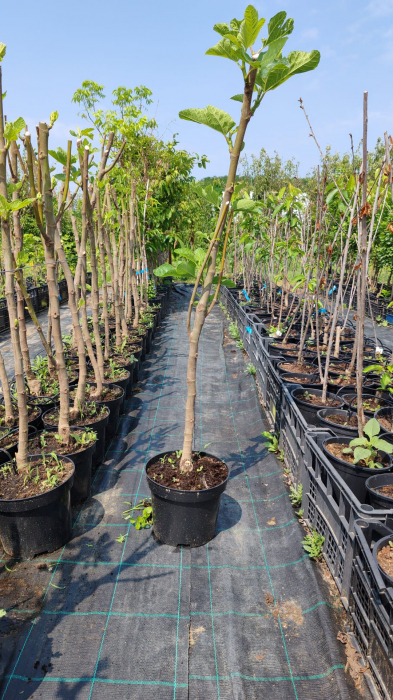 Smochin Royal Black, ghiveci 5 l, H 70-100 cm [2]