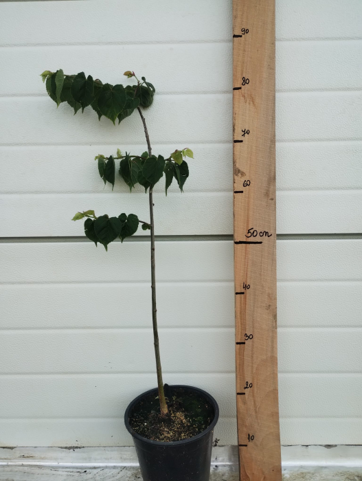 Tei Greenspire, ghiveci 4l, H 50-70 cm [2]