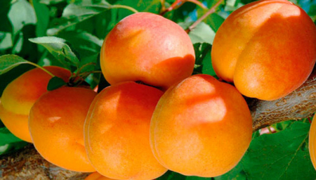 Cais - Cais Farbaly(ghiveci 4L, H 60-80 cm)