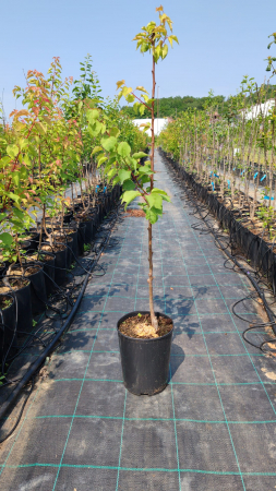 Cais Litoral (ghiveci 4L, H90-120 cm) [1]