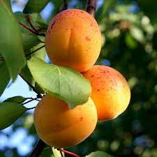 Cais - Cais Sulmona, ghiveci 4l, H 90 - 110cm