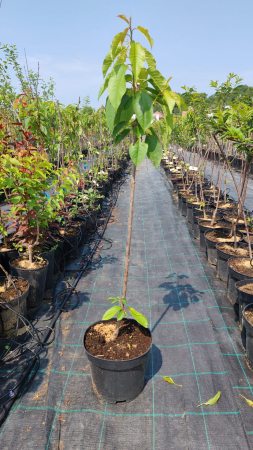 Cires Christianna, ghiveci 5 l , H  80-110 cm [1]