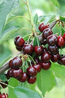 Cires - Cires Christianna, ghiveci 5 l , H  80-110 cm