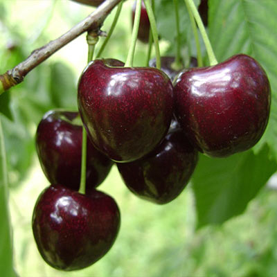 Cires - Cires Kordia, ghiveci 4,5 l, H 70 - 90 cm