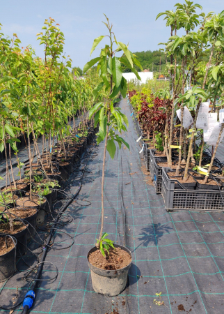 Cires Sweet Gabriel, ghiveci 5 l, H 90 - 110 cm [1]