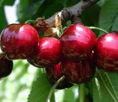 Cires - Cires Sweet Gabriel, ghiveci 5 l, H 90 - 110 cm