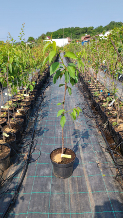 Cires Regina (ghiveci 5L, H 90-110 cm) [1]