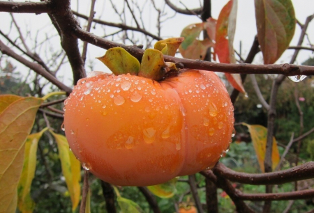 Pomi Fructiferi - Kaki Hana Fuyu, ghiveci 4l, H 70-90 cm