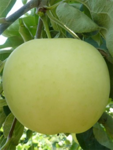 Mar Clar Alb MM 106 (ghiveci 5L, H 100-120 cm ) [0]