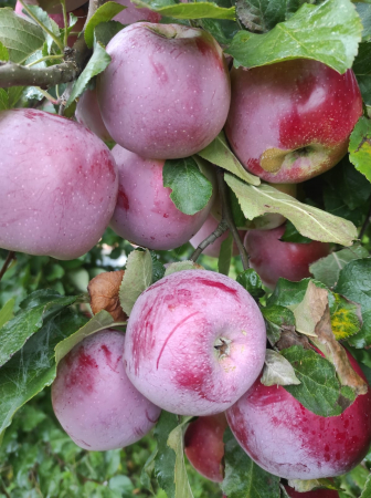 Mar - Mar Florina MM106, ghiveci 5 L, H 110 - 130 cm