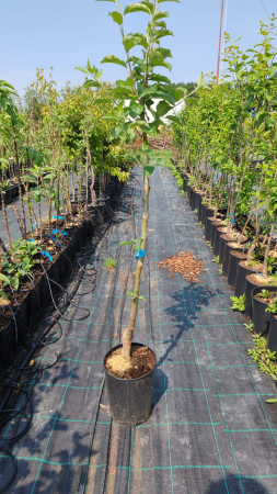 Mar Gala Royal M9 (ghiveci 5L, H 90-110 cm) [1]