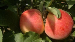 Mar - Mar Generos - MM106