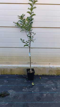 Mar Golden Spur (ghiveci 5L, H 120-160 cm) [1]