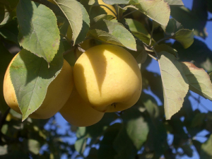 Mar - Mar Golden Spur