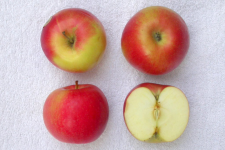 Mar - Mar Idared, ghiveci 5 l, H 80 - 100 cm