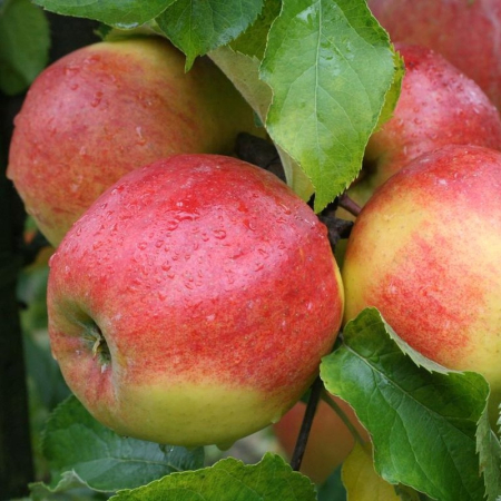 Mar - Mar Jonagold (ghiveci 4L, H 120-160 cm)