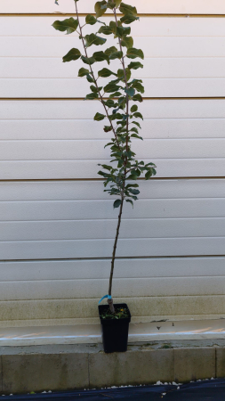 Mar Jonagold (ghiveci 4L, H 120-160 cm) [1]