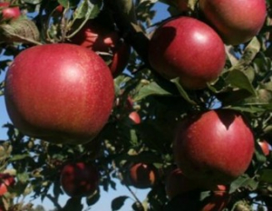 Mar - Mar Jonathan - MM106