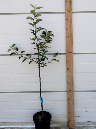 Mar Pink Lady, ghiveci 9l, H 130 - 160 cm [1]