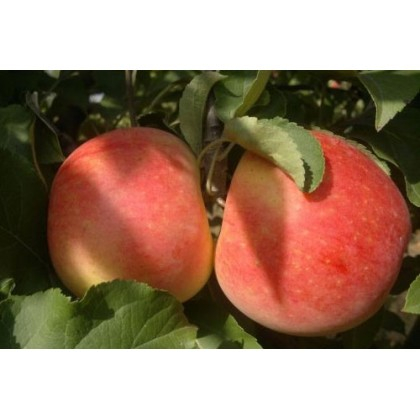 Mar - Mar Generos, ghiveci 5 l, H 130 - 10 cm