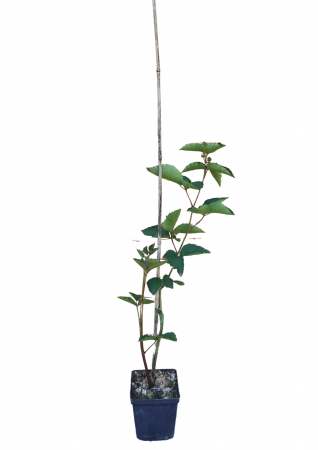 Mur - Mur Darrow (la ghiveci)