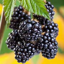 Mur Thornfree (la ghiveci) [1]