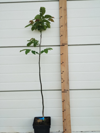 Nuc Geoagiu 65, ghiveci 5l, H 90-120cm [1]