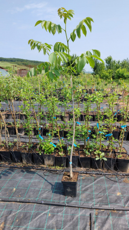 Nuc Miroslava, ghiveci 5l, H 90-120cm [1]