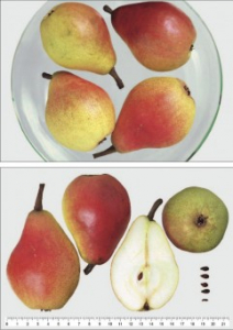 Par - Par Favorita lui Clapp