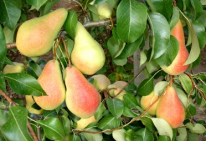 Par - Par Monica(Gutui A2)