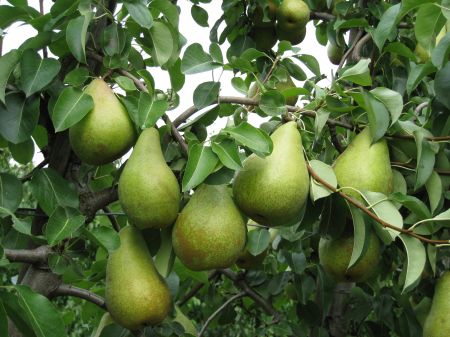 Par - Par Novembra (Par franc)