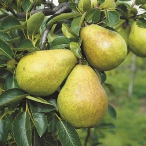 Par - Par Williams (Par franc)