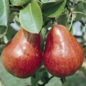 Par - Par Williams Rosu (Par franc)