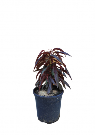 Pomi Fructiferi - Piersic pitic cu frunze roșii, ghiveci 4L, H 40-60cm