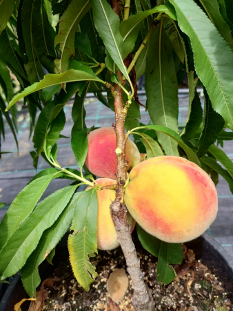 Piersic Pitic Honey Gold, ghiveci 4L, H 40-60cm [2]