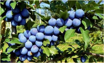 Prun - Prun Cacanska Lepotica, ghiveci 4l, H 80-100cm