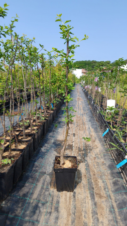 Prun Cacanska Lepotica, ghiveci 4l, H 80-100cm [1]