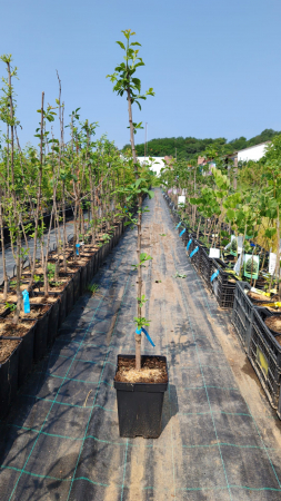 Prun Anna Spath(ghiveci 4L, H 90-120cm) [1]